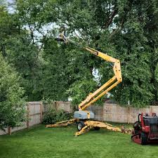 Reliable Los Banos, CA Tree Services Solutions